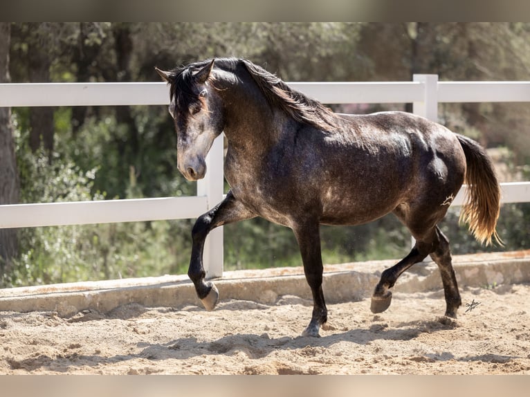 PRE Étalon 4 Ans 164 cm Gris noir in Kerben