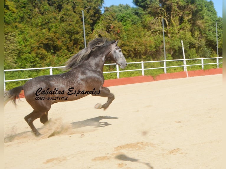 PRE Croisé Étalon 4 Ans 164 cm Gris noir in Vejer de la Frontera