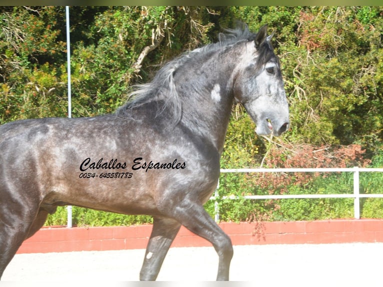 PRE Croisé Étalon 4 Ans 164 cm Gris noir in Vejer de la Frontera