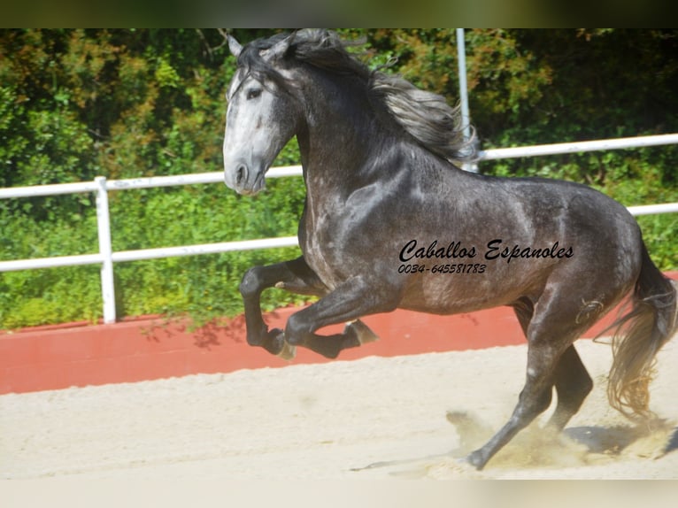 PRE Croisé Étalon 4 Ans 164 cm Gris noir in Vejer de la Frontera