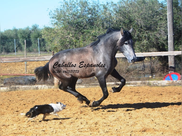 PRE Croisé Étalon 4 Ans 164 cm Gris noir in Vejer de la Frontera
