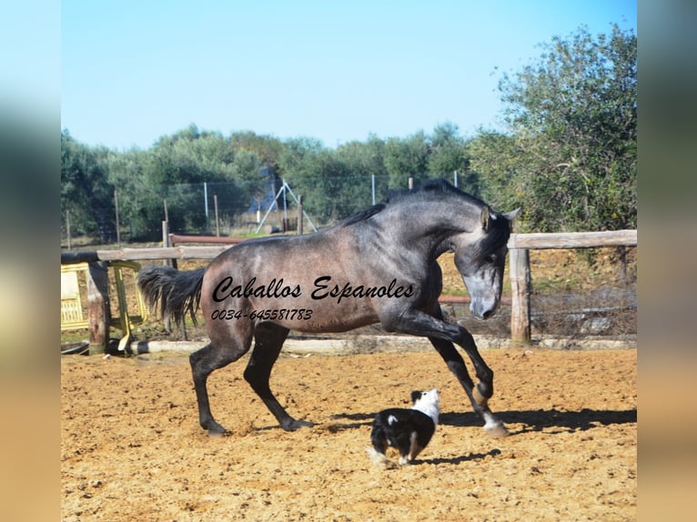 PRE Croisé Étalon 4 Ans 164 cm Gris noir in Vejer de la Frontera