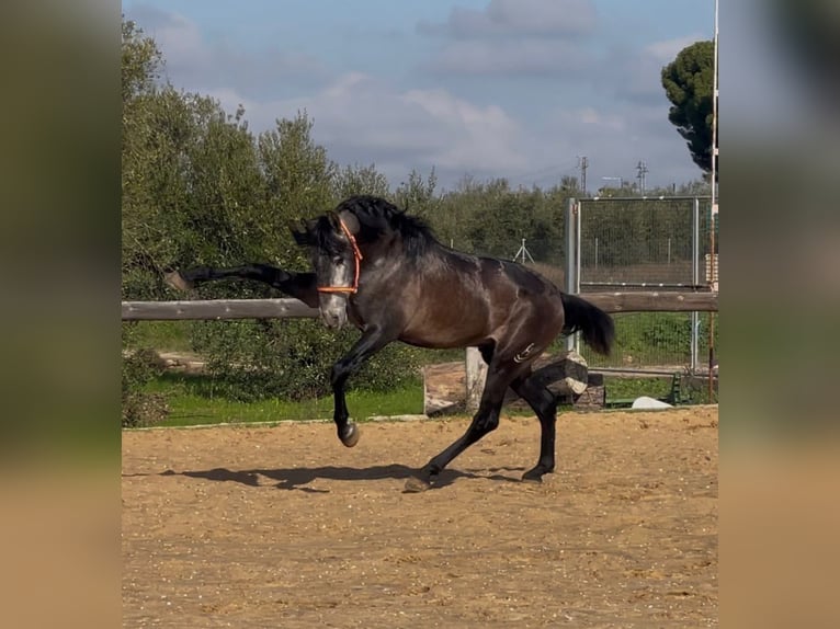PRE Croisé Étalon 4 Ans 164 cm Gris noir in Vejer de la Frontera