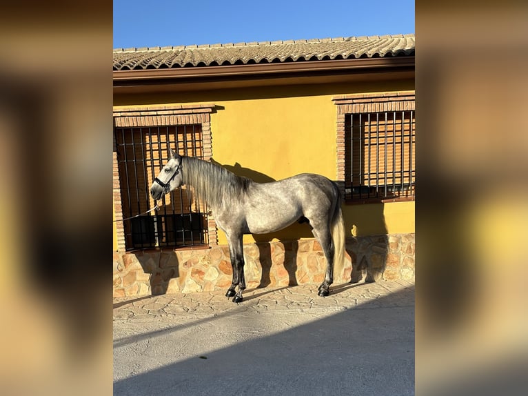 PRE Étalon 4 Ans 164 cm Gris pommelé in Valderrubio