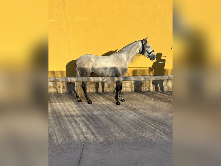 PRE Étalon 4 Ans 164 cm Gris pommelé in Valderrubio