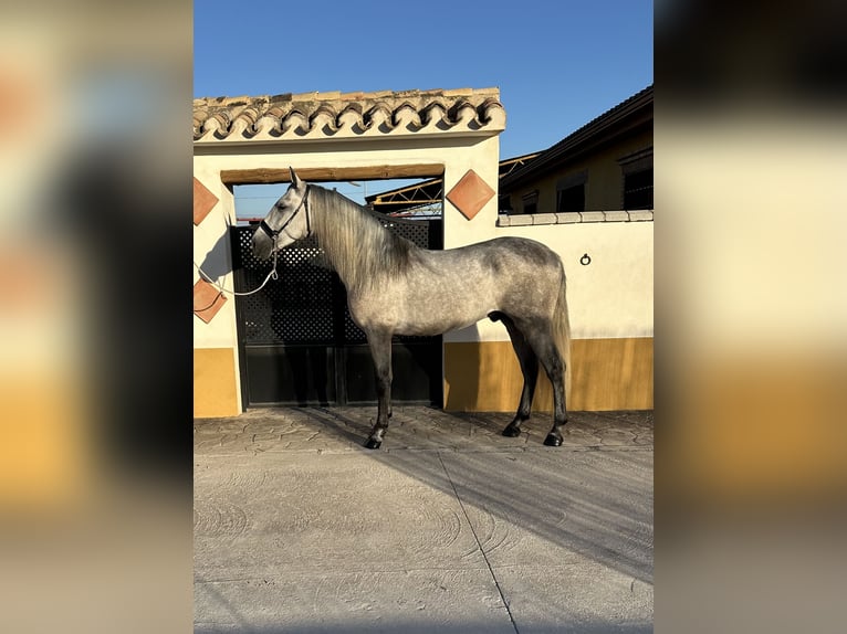 PRE Étalon 4 Ans 164 cm Gris pommelé in Valderrubio