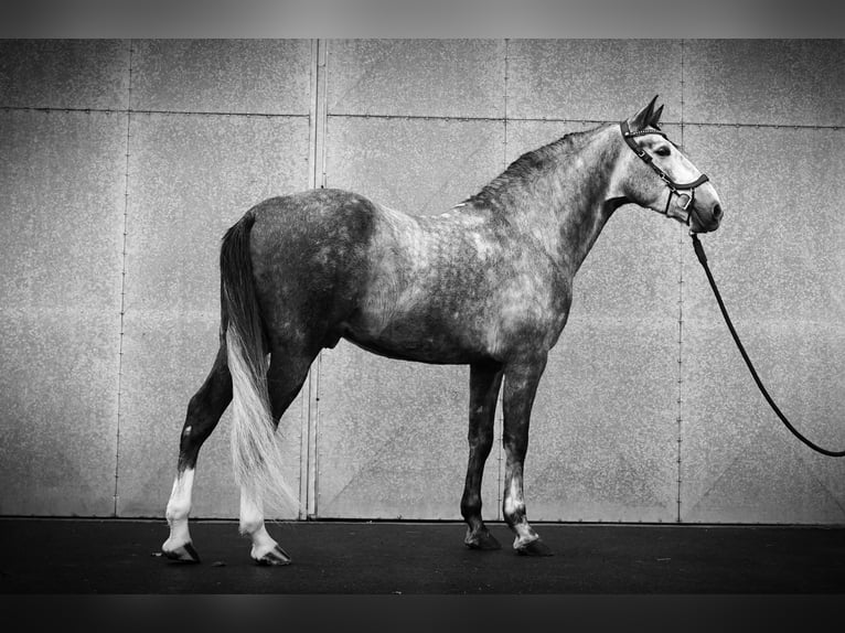 PRE Étalon 4 Ans 164 cm Gris pommelé in HEUVELLAND