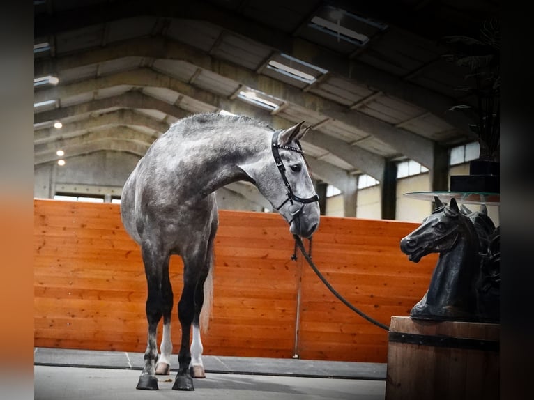 PRE Étalon 4 Ans 164 cm Gris pommelé in HEUVELLAND