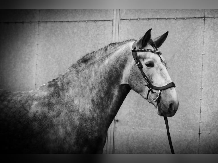 PRE Étalon 4 Ans 164 cm Gris pommelé in HEUVELLAND