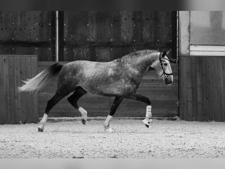 PRE Étalon 4 Ans 164 cm Gris pommelé in HEUVELLAND