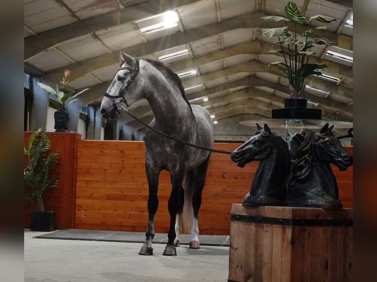 PRE Étalon 4 Ans 164 cm Gris pommelé in HEUVELLAND