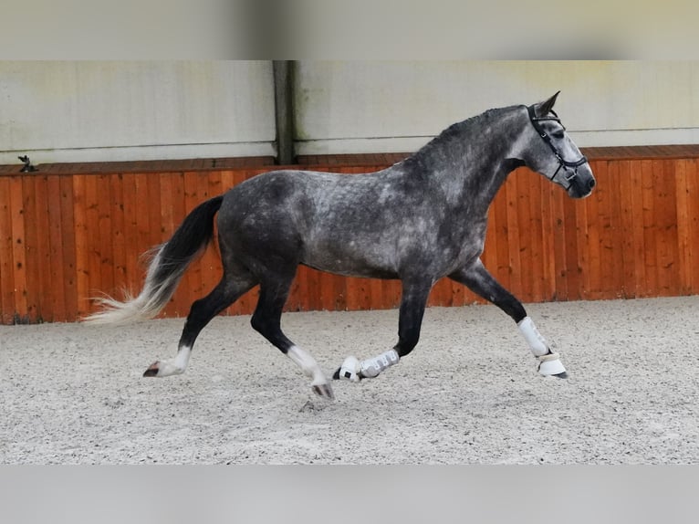 PRE Étalon 4 Ans 164 cm Gris pommelé in HEUVELLAND