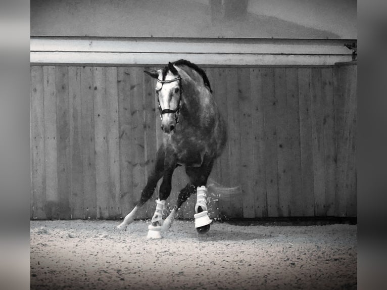 PRE Étalon 4 Ans 164 cm Gris pommelé in HEUVELLAND