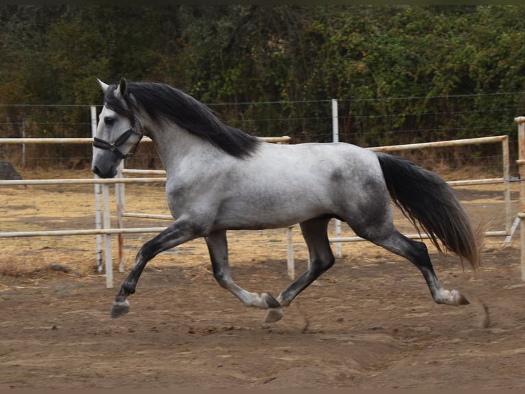 PRE Étalon 4 Ans 164 cm Gris pommelé in Sevilla