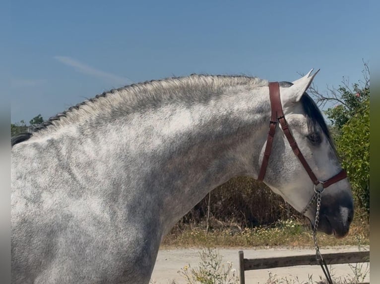 PRE Croisé Étalon 4 Ans 164 cm Gris pommelé in Martfeld