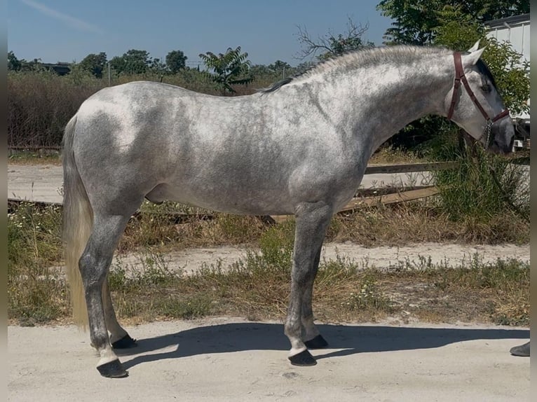PRE Croisé Étalon 4 Ans 164 cm Gris pommelé in Martfeld