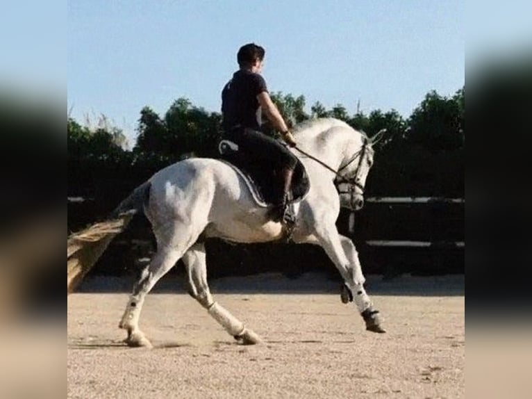 PRE Étalon 4 Ans 164 cm Gris pommelé in Sevilla