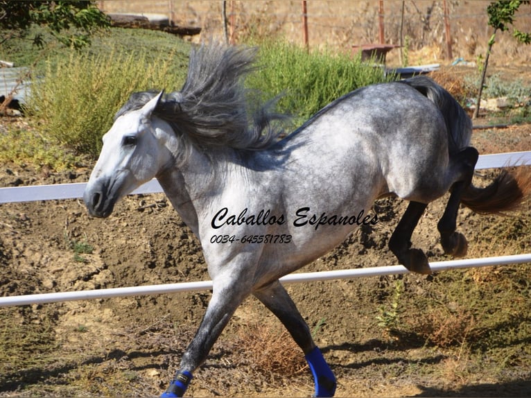 PRE Étalon 4 Ans 164 cm Gris pommelé in Vejer de la Frontera