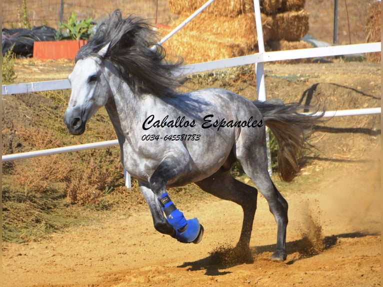 PRE Étalon 4 Ans 164 cm Gris pommelé in Vejer de la Frontera