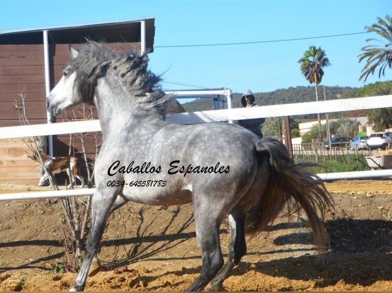 PRE Étalon 4 Ans 164 cm Gris pommelé in Vejer de la Frontera