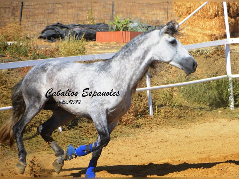 PRE Étalon 4 Ans 164 cm Gris pommelé in Vejer de la Frontera