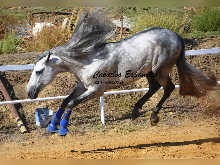 PRE Étalon 4 Ans 164 cm Gris pommelé in Vejer de la Frontera