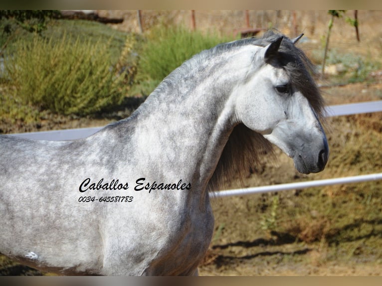 PRE Étalon 4 Ans 164 cm Gris pommelé in Vejer de la Frontera