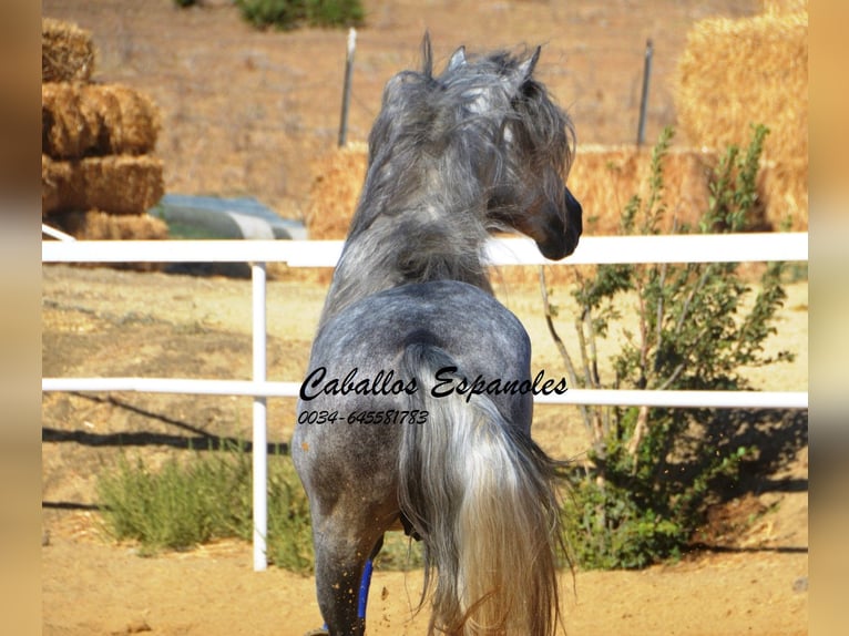 PRE Étalon 4 Ans 164 cm Gris pommelé in Vejer de la Frontera