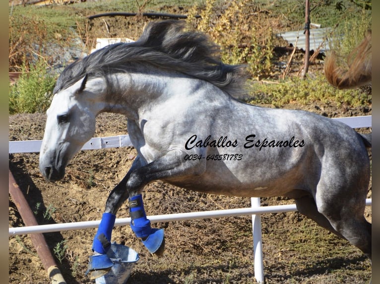 PRE Étalon 4 Ans 164 cm Gris pommelé in Vejer de la Frontera