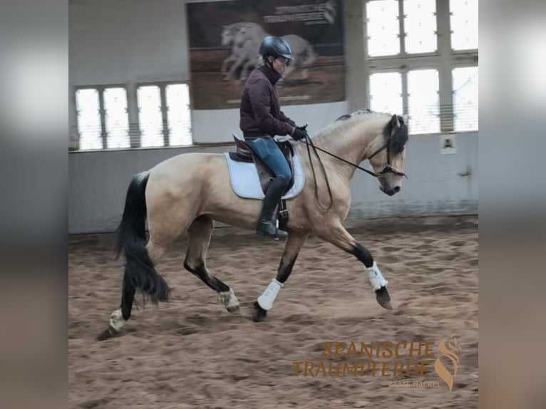 PRE Croisé Étalon 4 Ans 164 cm Isabelle in Traventhal