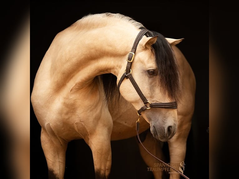 PRE Croisé Étalon 4 Ans 164 cm Isabelle in Traventhal