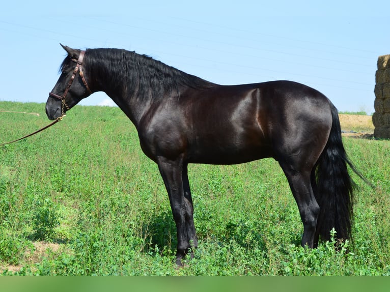 PRE Croisé Étalon 4 Ans 164 cm Noir in Sabadell