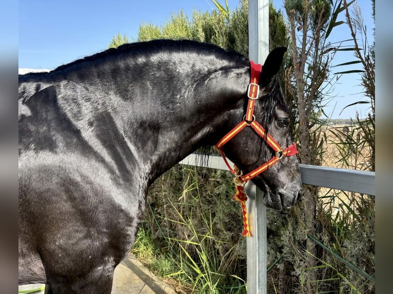 PRE Croisé Étalon 4 Ans 164 cm Noir in Jerez