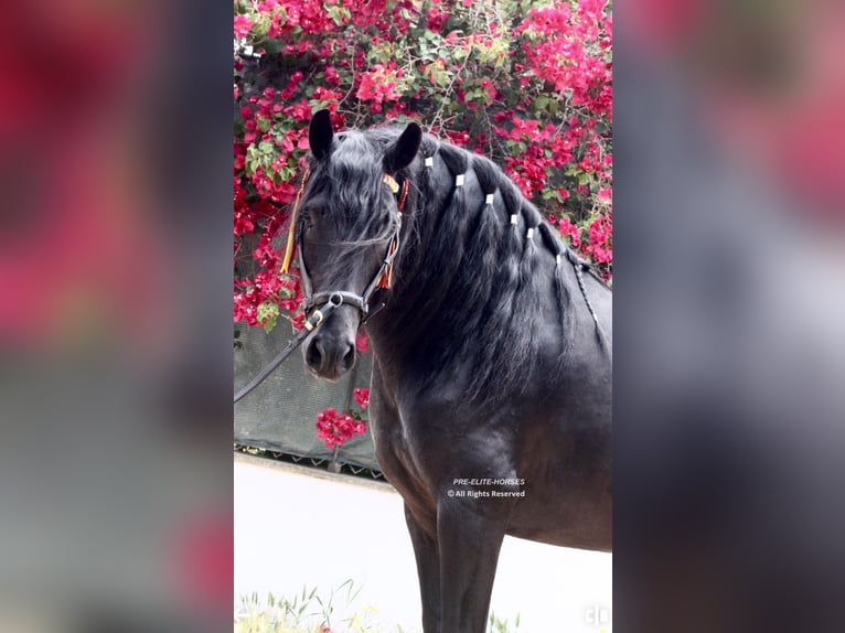 PRE Croisé Étalon 4 Ans 164 cm Noir in Jerez