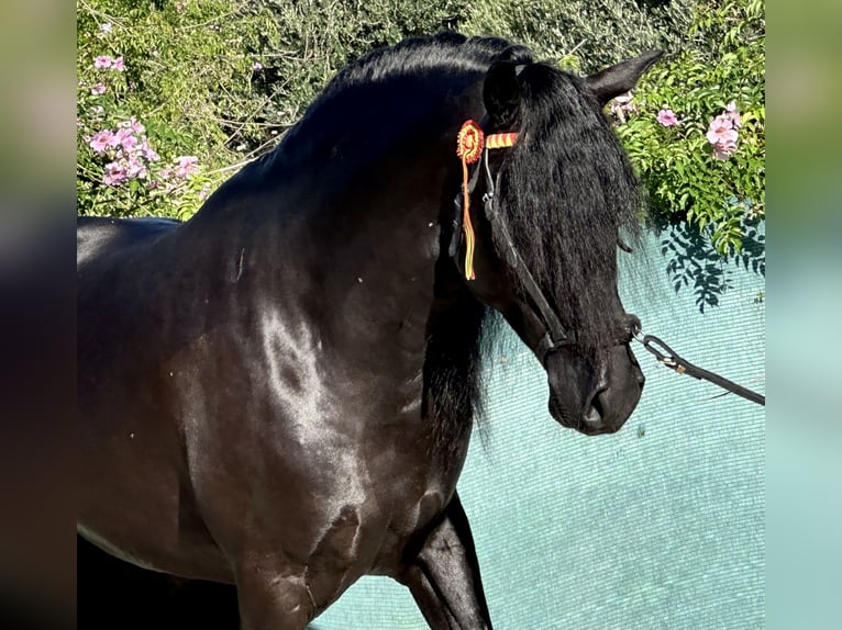 PRE Croisé Étalon 4 Ans 164 cm Noir in Jerez