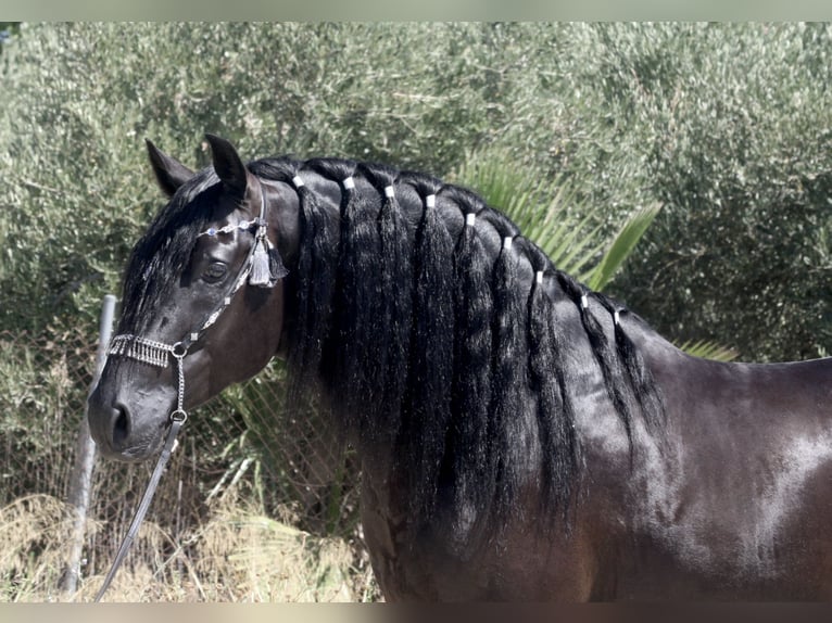 PRE Croisé Étalon 4 Ans 164 cm Noir in Jerez