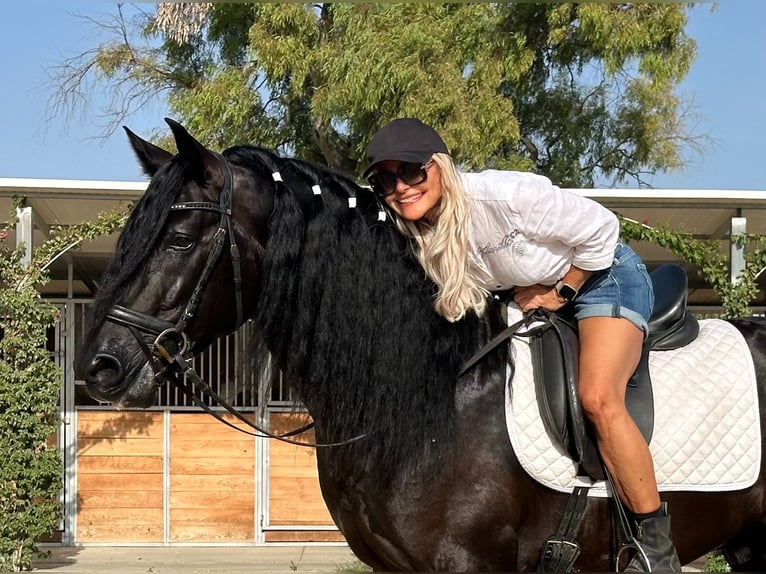 PRE Croisé Étalon 4 Ans 164 cm Noir in Jerez