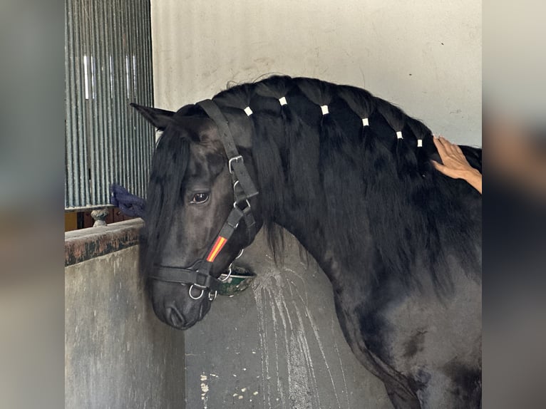 PRE Croisé Étalon 4 Ans 164 cm Noir in Jerez