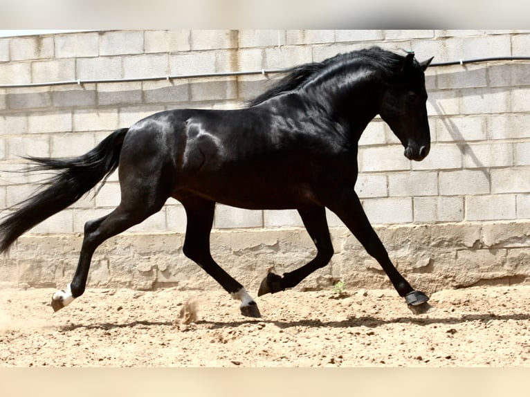 PRE Croisé Étalon 4 Ans 164 cm Noir in Jerez