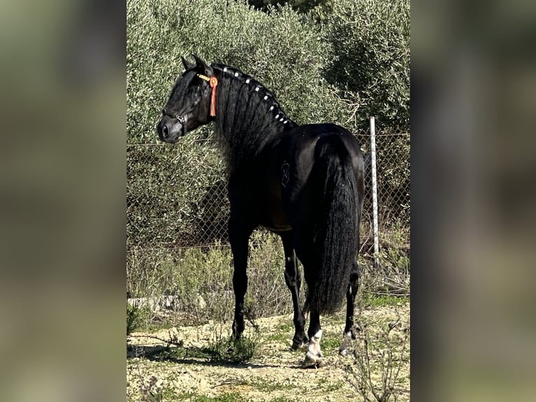 PRE Croisé Étalon 4 Ans 164 cm Noir in Jerez