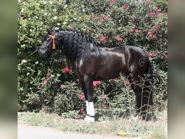 PRE Croisé Étalon 4 Ans 164 cm Noir in Jerez