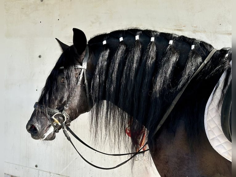 PRE Croisé Étalon 4 Ans 164 cm Noir in Jerez