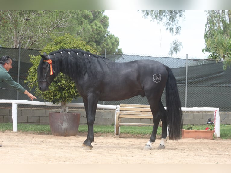 PRE Croisé Étalon 4 Ans 164 cm Noir in Jerez