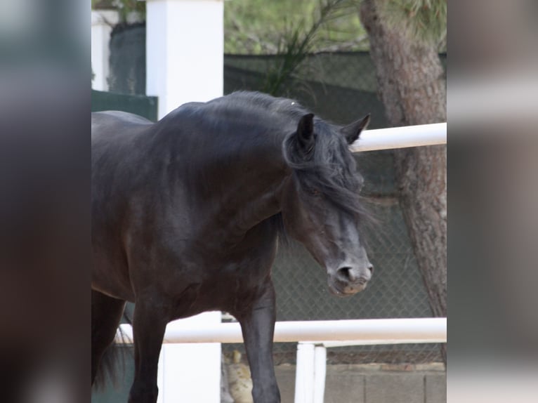 PRE Croisé Étalon 4 Ans 164 cm Noir in Jerez