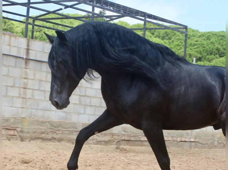 PRE Croisé Étalon 4 Ans 164 cm Noir in Jerez