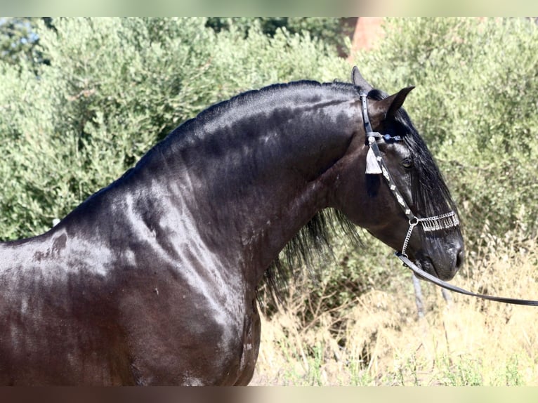 PRE Croisé Étalon 4 Ans 164 cm Noir in Jerez