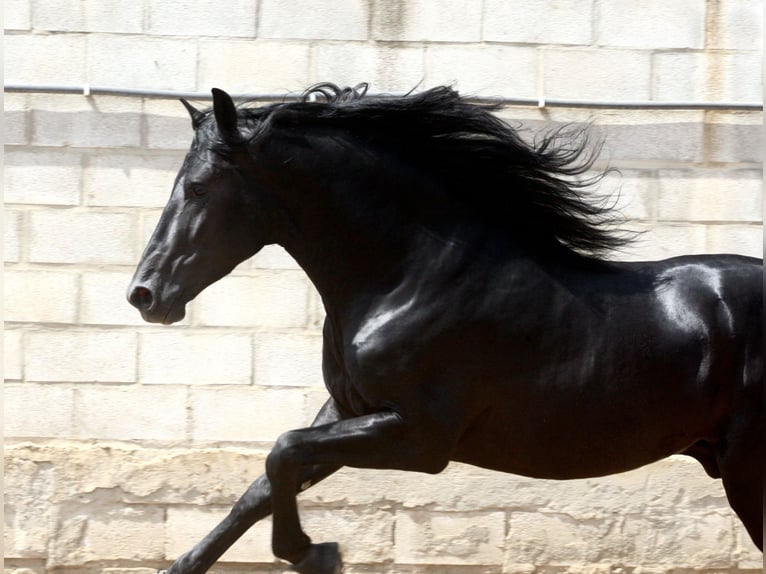 PRE Croisé Étalon 4 Ans 164 cm Noir in Jerez