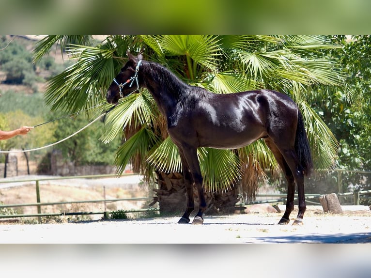 PRE Croisé Étalon 4 Ans 164 cm Noir in NAVAS DEL MADRONO