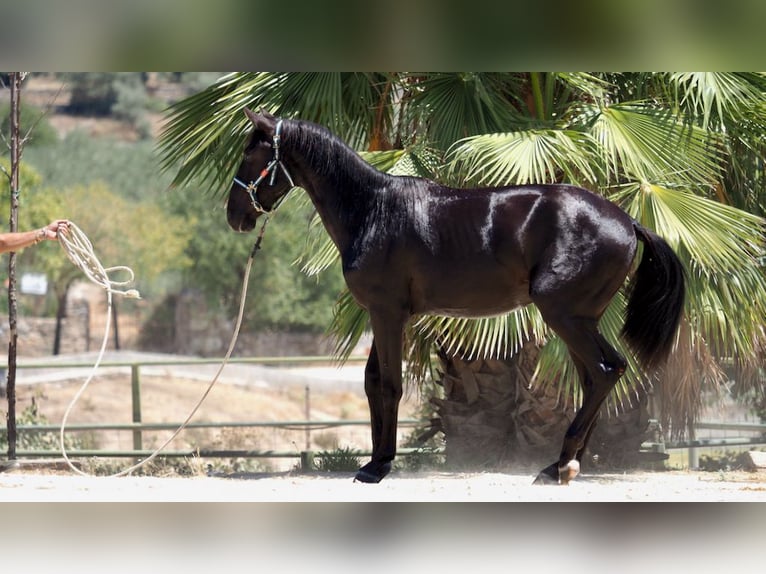 PRE Croisé Étalon 4 Ans 164 cm Noir in NAVAS DEL MADRONO