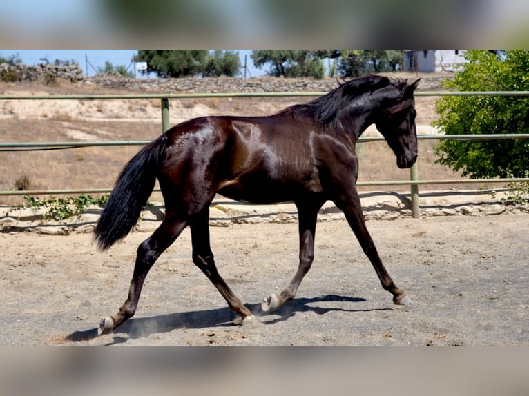 PRE Croisé Étalon 4 Ans 164 cm Noir in NAVAS DEL MADRONO